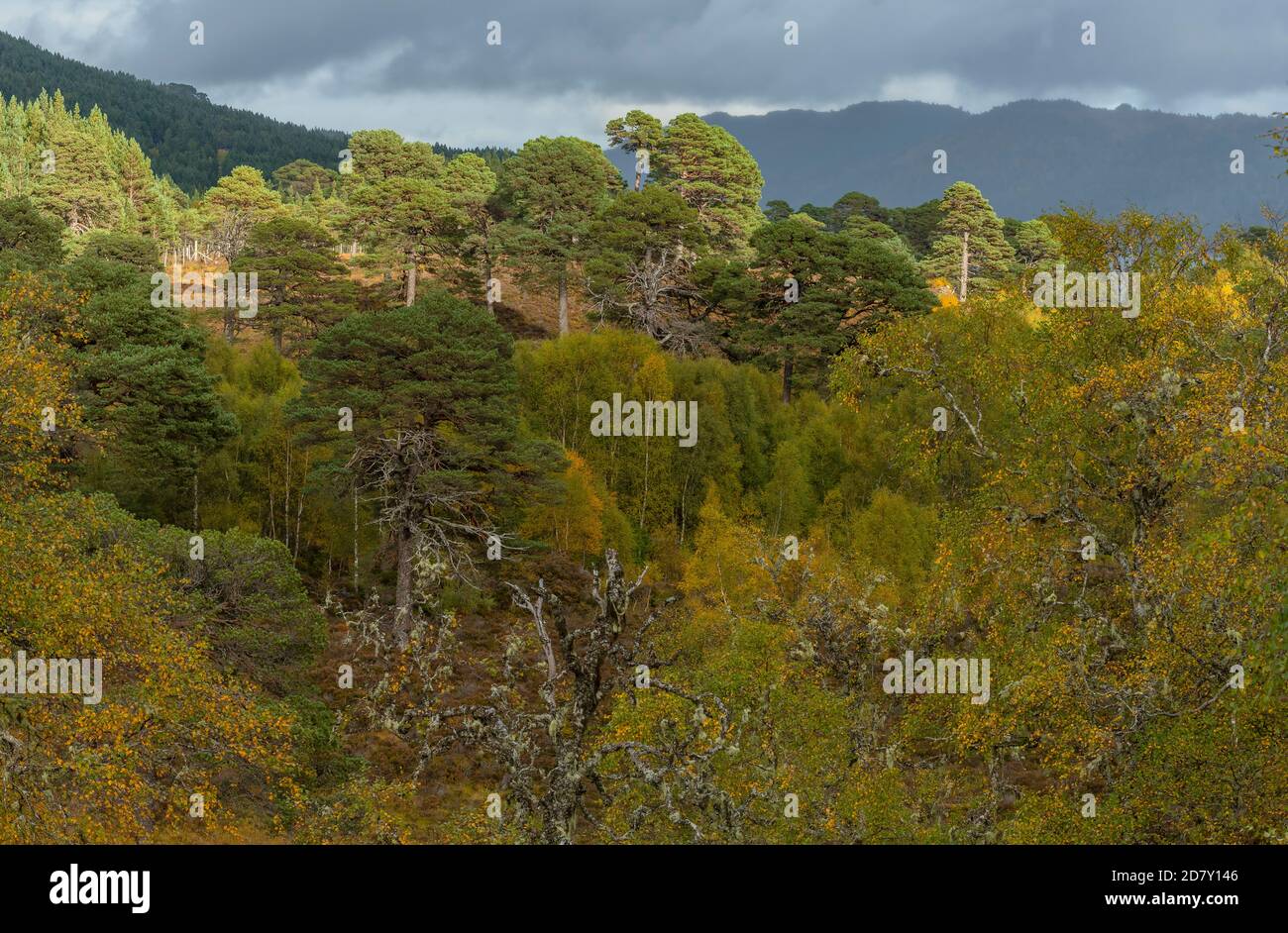 Glen Affric, réserve naturelle nationale et réserve forestière calédonienne, en automne ; Highland, Écosse. PIN écossais, Pinus sylvestris avec birches. Banque D'Images