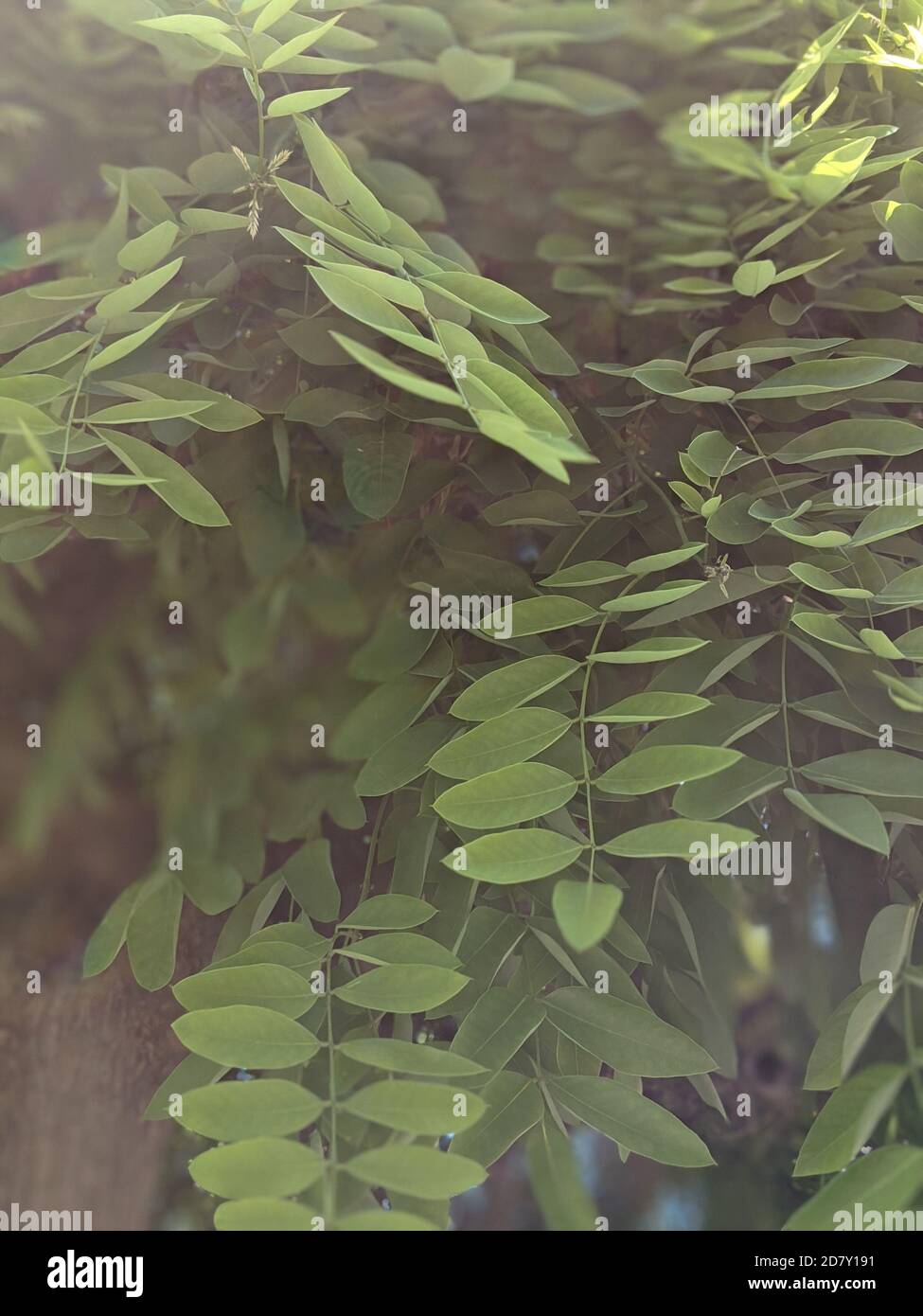 Sophora japonica branches sous la lumière du soleil Banque D'Images