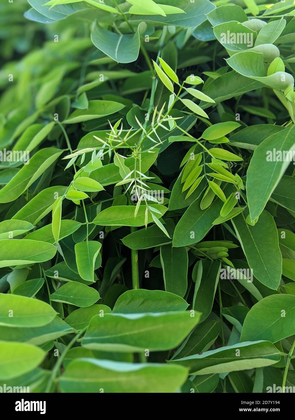Feuillage luxuriant de Sophora japonica ou de Styphnolobium japonicum ou japonais arbre pagode Banque D'Images