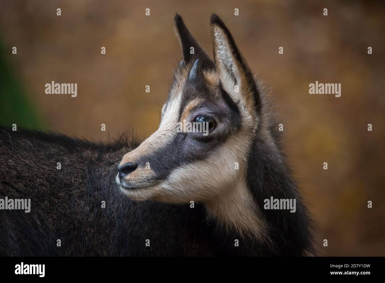 Gamin chamois (Rupicapra rupicapra) en captivité Banque D'Images