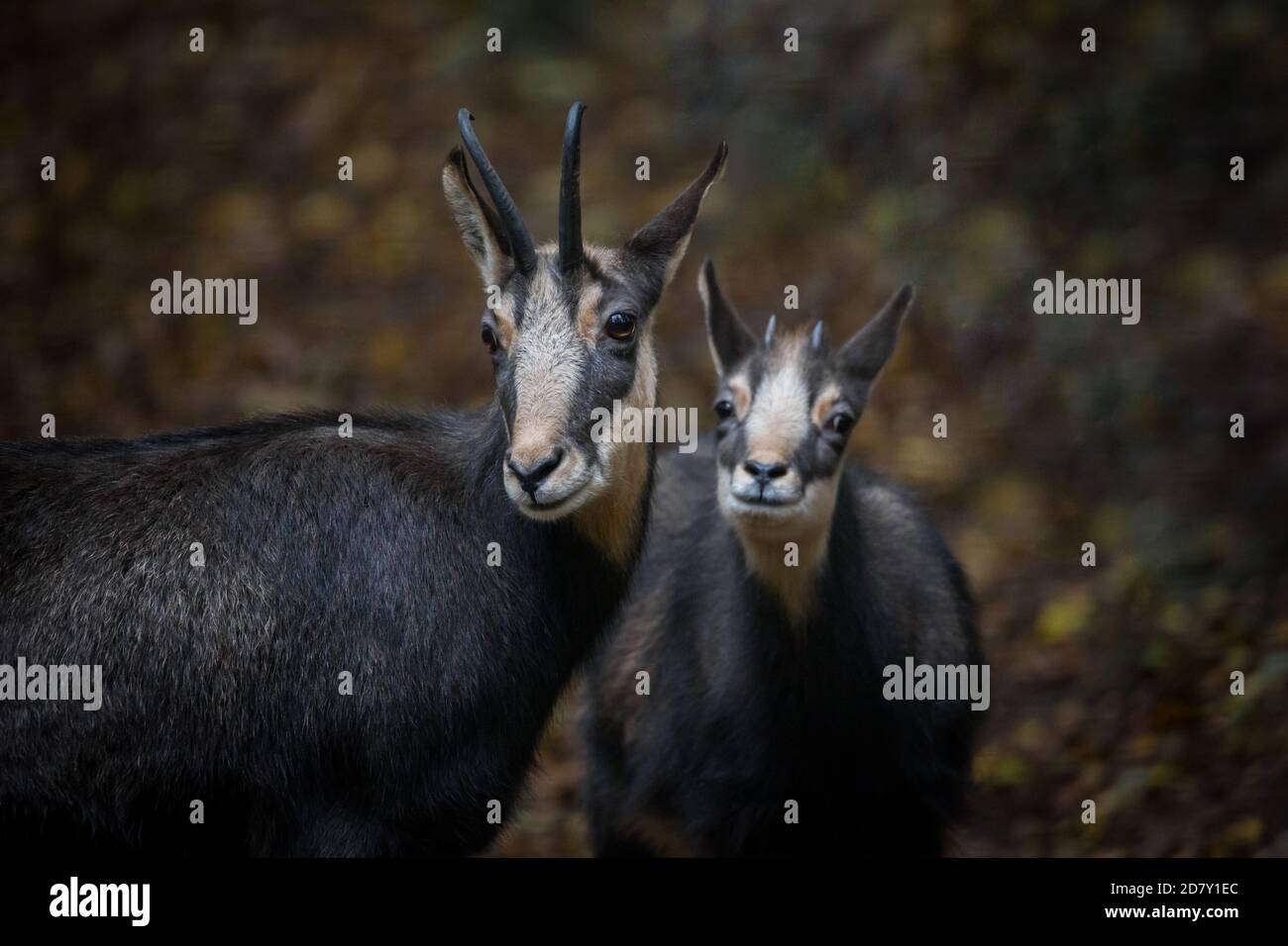 Chamois, mère et enfant (Rupicapra rupicapra) en captivité Banque D'Images