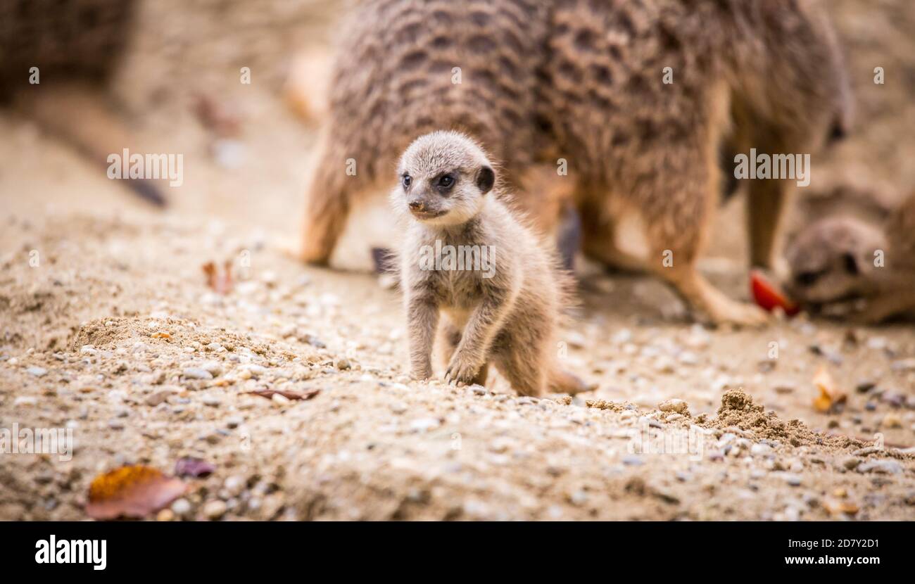 Bébé Meerkat en captivité (Suricata suricata) Banque D'Images