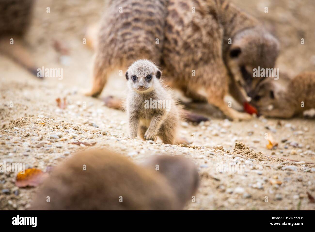 Famille Meerkat en captivité (Suricata suricata) Banque D'Images