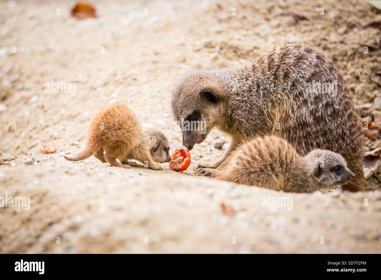 Famille Meerkat en captivité (Suricata suricata) Banque D'Images