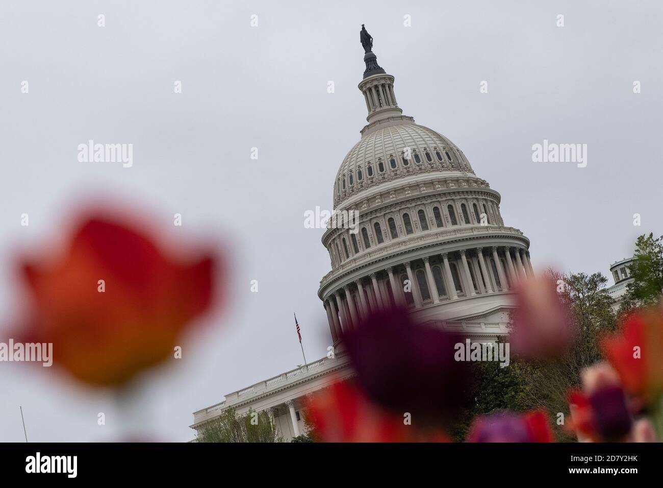 Flowers et le Capitole des États-Unis dans la matinée du jeudi 18 avril 2019 à Washington, D.C., le procureur général des États-Unis William Barr devrait transmettre aux législateurs ce matin des copies du rapport final du conseiller spécial Robert Muellers sur l'ingérence russe dans les élections américaines de 2016. Le rapport sera rendu public peu après sa remise aux législateurs. Crédit : Alex Edelman/l'accès photo Banque D'Images