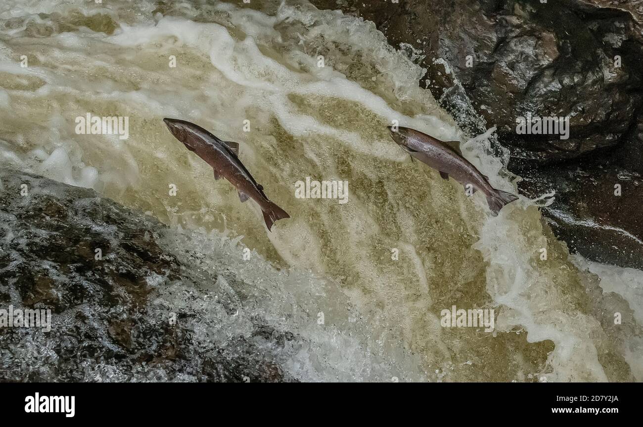 Saumon de l'Atlantique, Salmo salar, migration vers la rivière Almond, Perth et Kinross, pour se reproduire. Banque D'Images