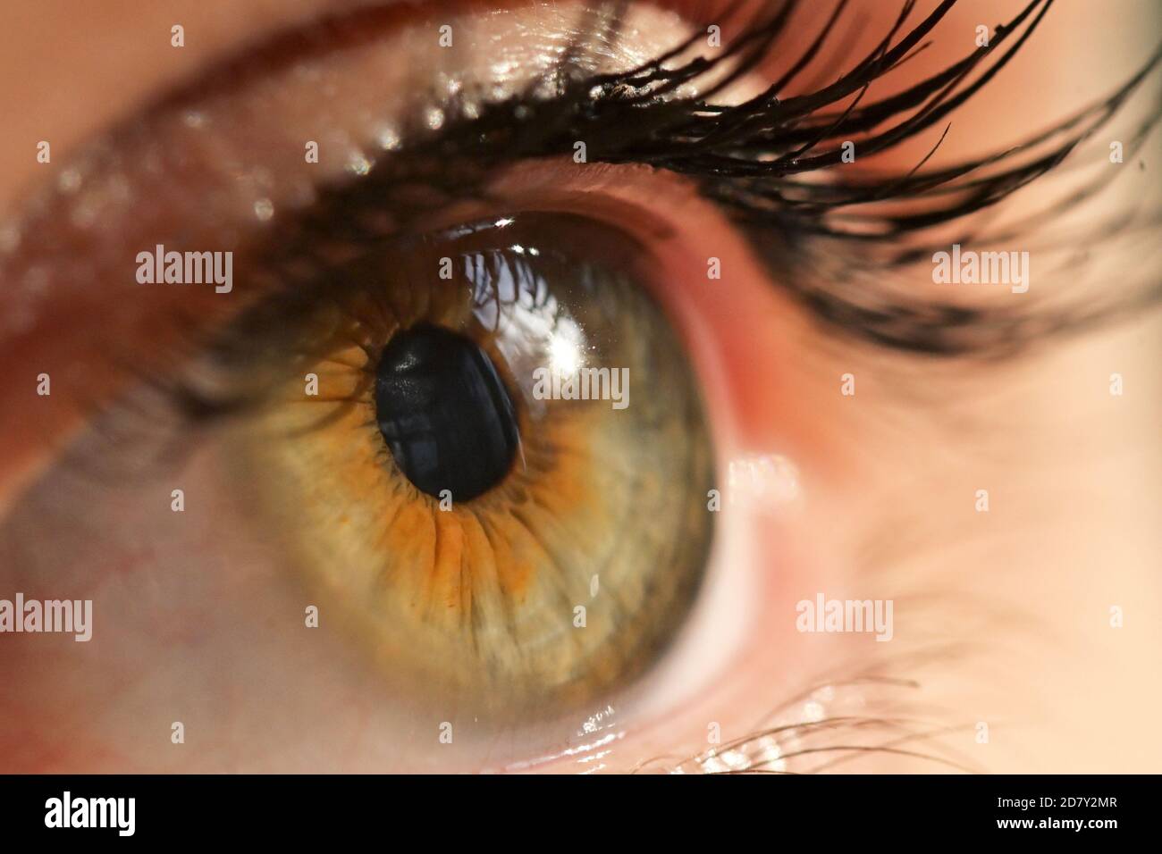 Détails de la vue macro Human Eye avec lumière naturelle Banque D'Images