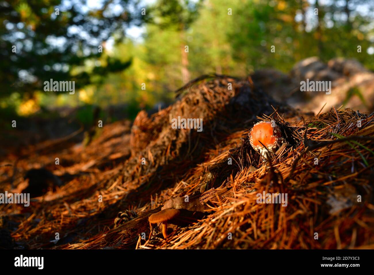 Une petite mouche avec une casquette rouge, sortant d'une pile d'aiguilles de pin rouge sèches, dans les bois. Banque D'Images