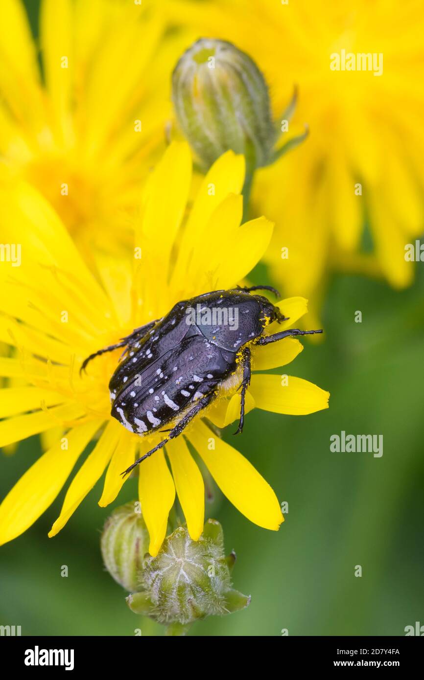 Trauer-Rosenkäfer, Trauerrosenkäfer, Rosenkäfer, Oxythyrea funesta, Blütenbesuch, Blatthornkäfer, Scarabaeidae, coléoptère de roses tachetées blanches, frottement de roses Banque D'Images