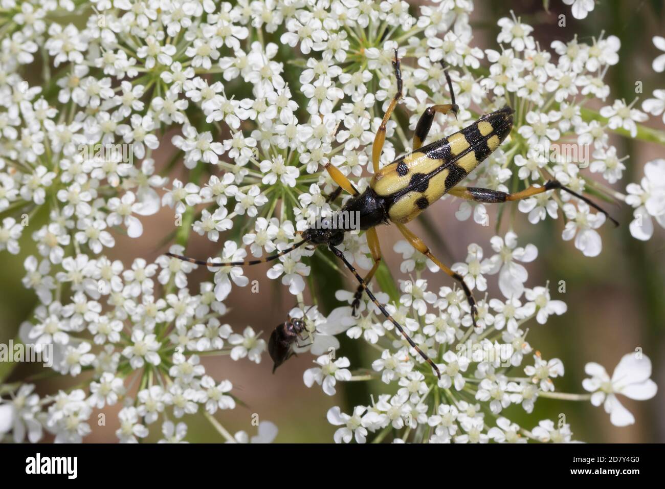 Gefleckter Schmalbock, Schmalbock, Strangalia maculata, Stenurella maculata, Leptura maculata, Rutpela maculata, Longhorn tacheté, Longho jaune-noir Banque D'Images