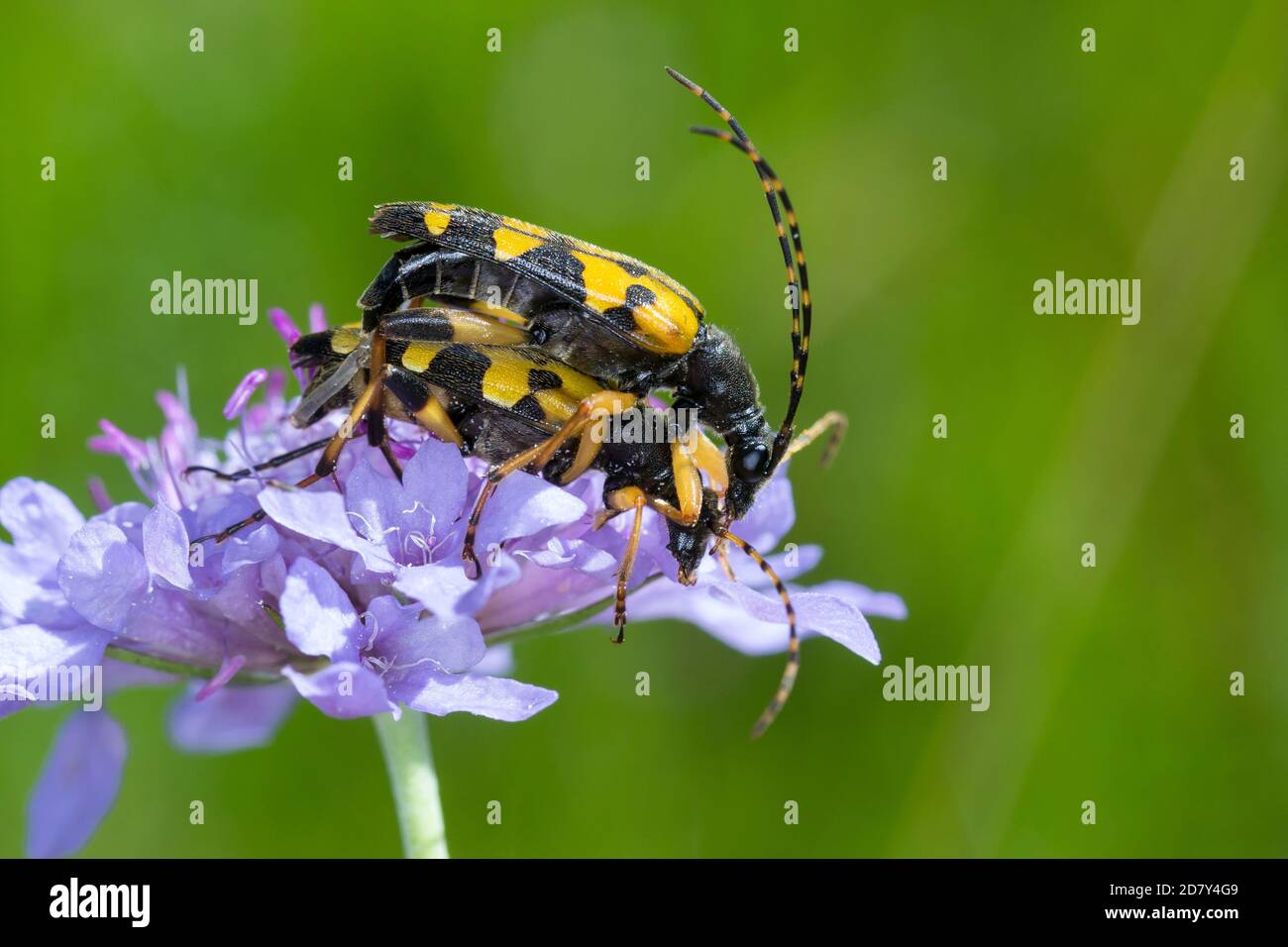Gefleckter Schmalbock, Schmalbock, Paarung, Kopulation, Kopula, Strangalia maculata, Stenurella maculata, Leptura maculata, Rutpela maculata, Spotted Banque D'Images