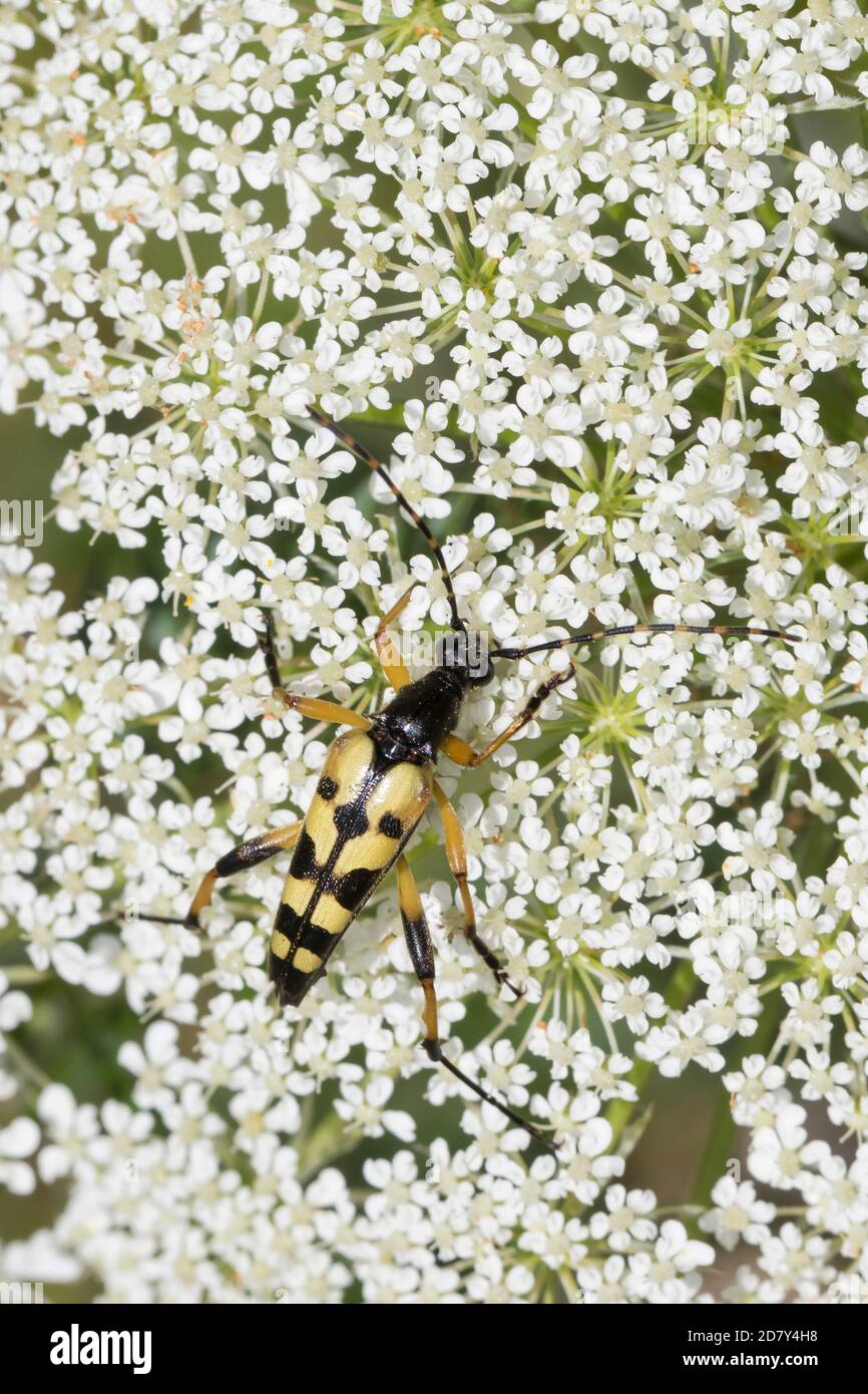 Gefleckter Schmalbock, Schmalbock, Strangalia maculata, Stenurella maculata, Leptura maculata, Rutpela maculata, Longhorn tacheté, Longho jaune-noir Banque D'Images