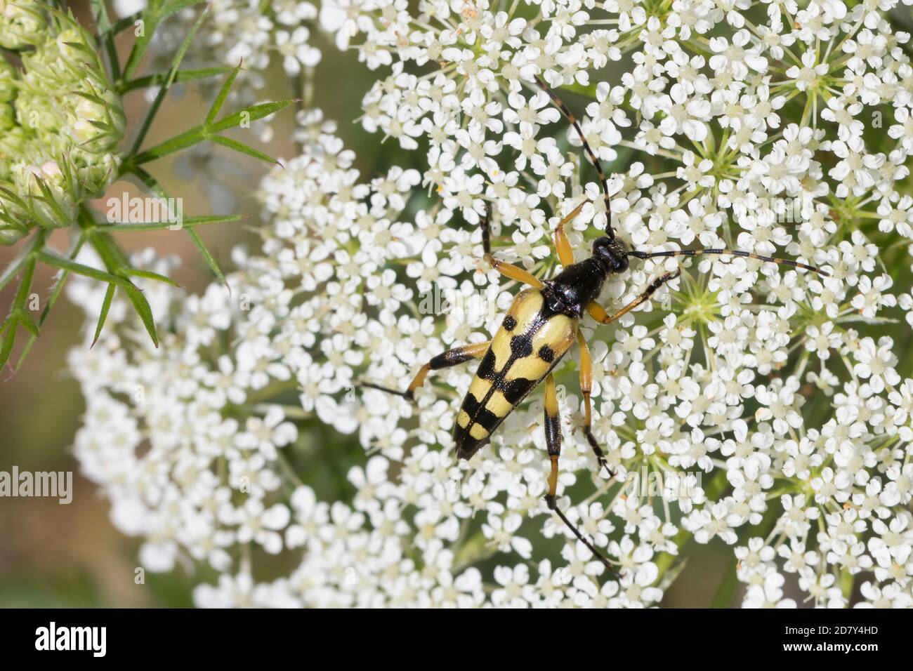 Gefleckter Schmalbock, Schmalbock, Strangalia maculata, Stenurella maculata, Leptura maculata, Rutpela maculata, Longhorn tacheté, Longho jaune-noir Banque D'Images