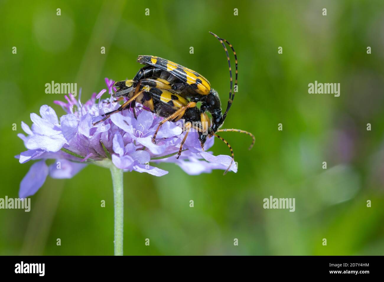 Gefleckter Schmalbock, Schmalbock, Paarung, Kopulation, Kopula, Strangalia maculata, Stenurella maculata, Leptura maculata, Rutpela maculata, Spotted Banque D'Images