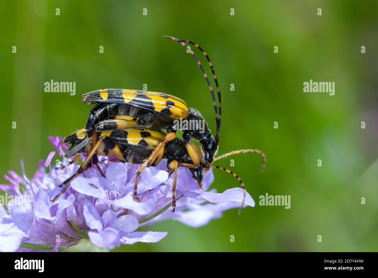 Gefleckter Schmalbock, Schmalbock, Paarung, Kopulation, Kopula, Strangalia maculata, Stenurella maculata, Leptura maculata, Rutpela maculata, Spotted Banque D'Images