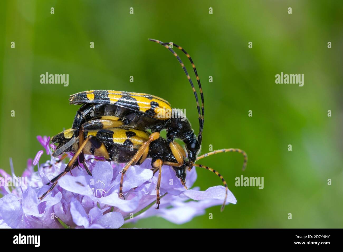 Gefleckter Schmalbock, Schmalbock, Paarung, Kopulation, Kopula, Strangalia maculata, Stenurella maculata, Leptura maculata, Rutpela maculata, Spotted Banque D'Images