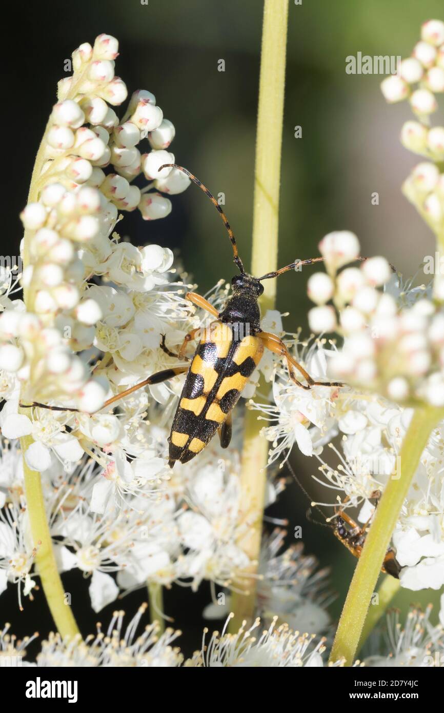 Gefleckter Schmalbock, Schmalbock, Strangalia maculata, Stenurella maculata, Leptura maculata, Rutpela maculata, Longhorn tacheté, Longho jaune-noir Banque D'Images