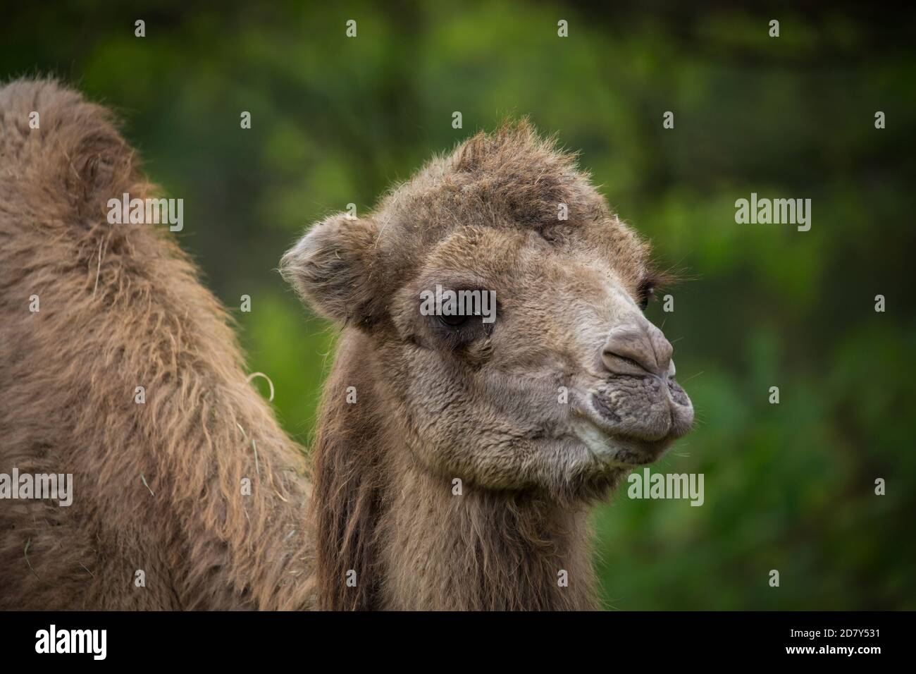 Chameau à deux bosses (Camelus ferus, Camelus bactrianus) Banque D'Images