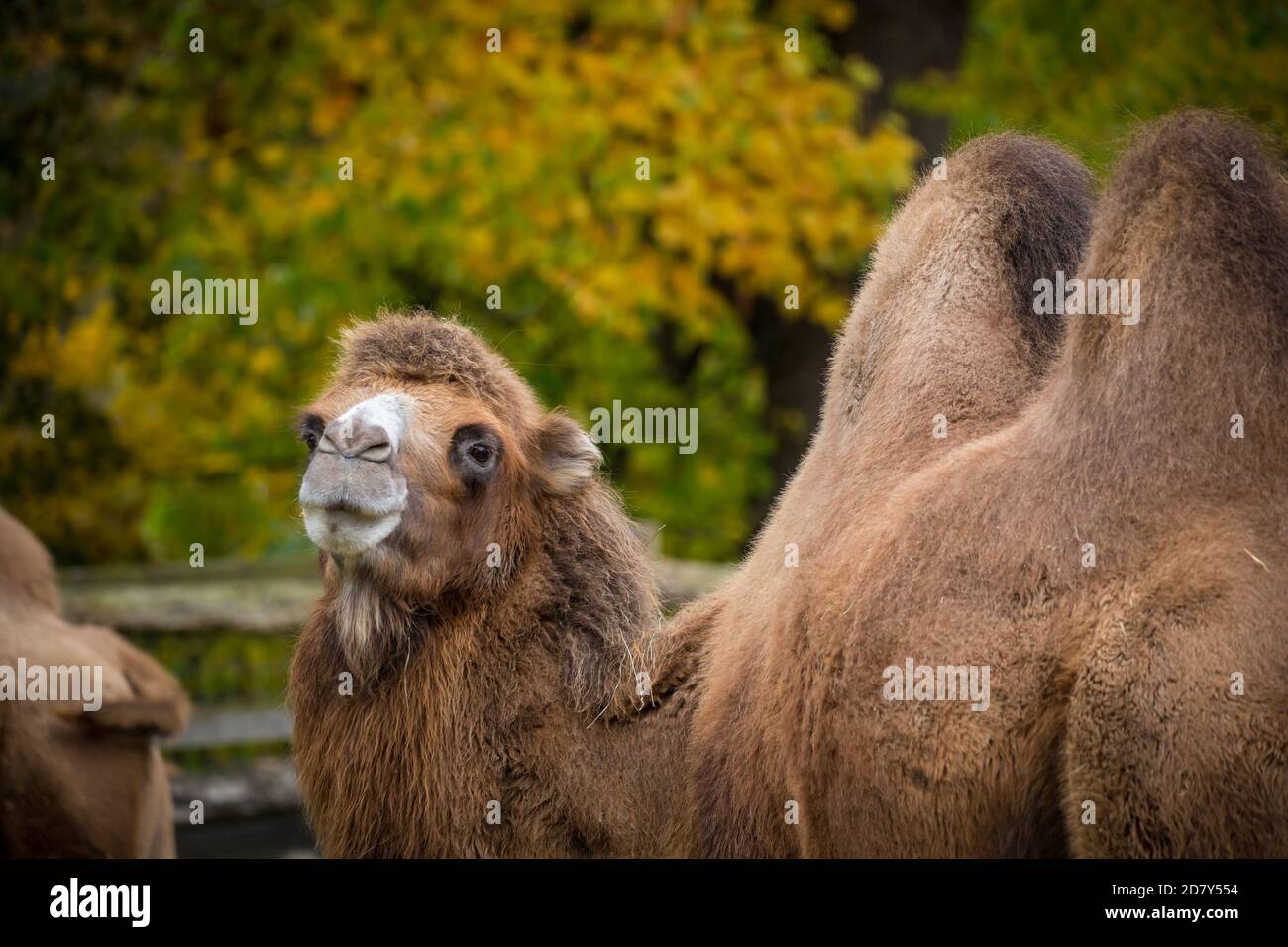 Chameau à deux bosses (Camelus ferus, Camelus bactrianus) Banque D'Images