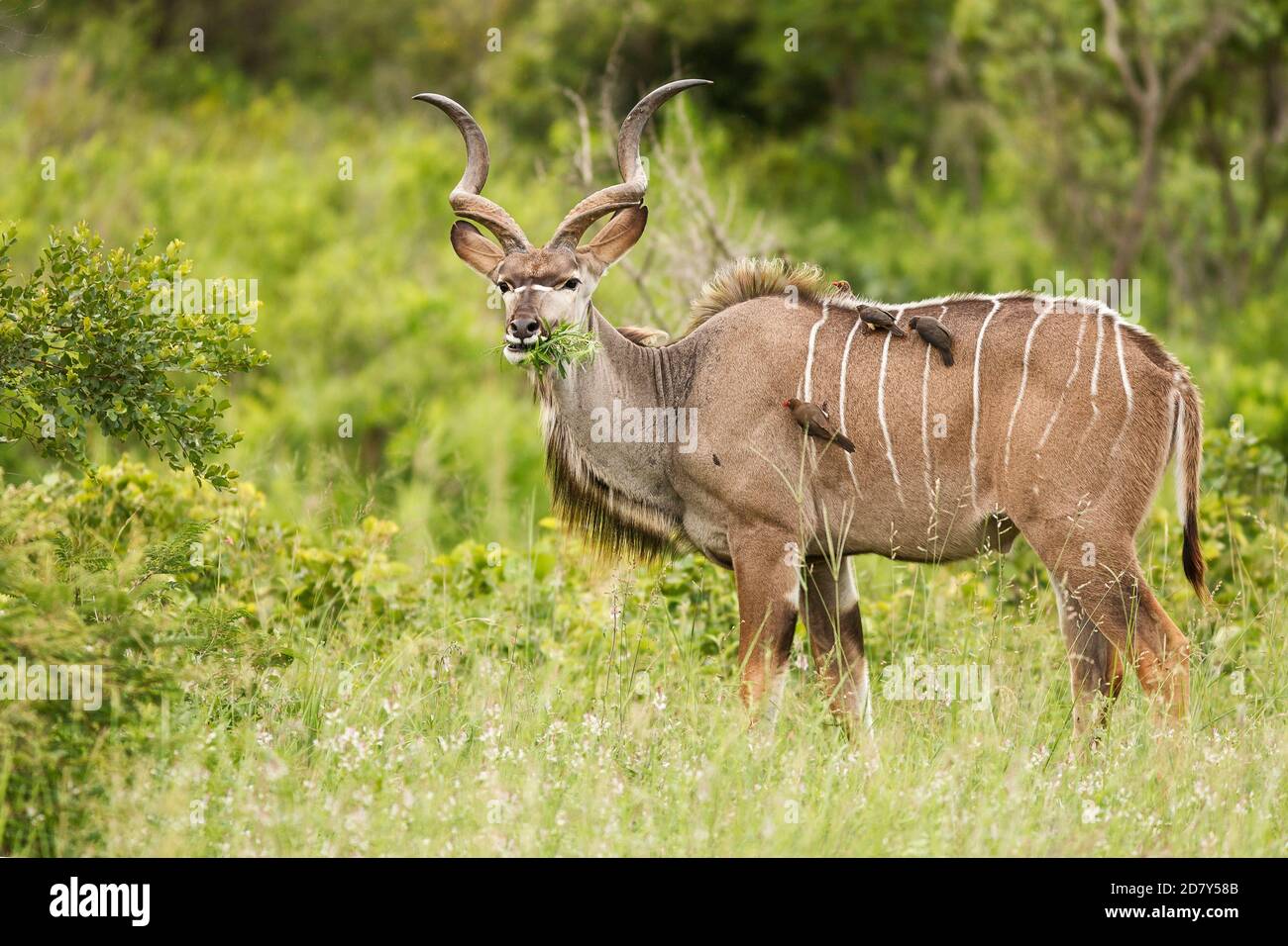 Kudu mâle avec de gros bois manger des feuilles. Debout dans un Bush africain très verdoyant, vue latérale sur toute la longueur du corps. Quatre Oxpeckers cueillant des parasites de son b Banque D'Images
