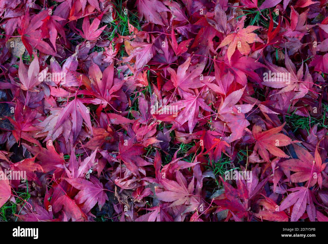 Acer feuilles en automne Banque D'Images