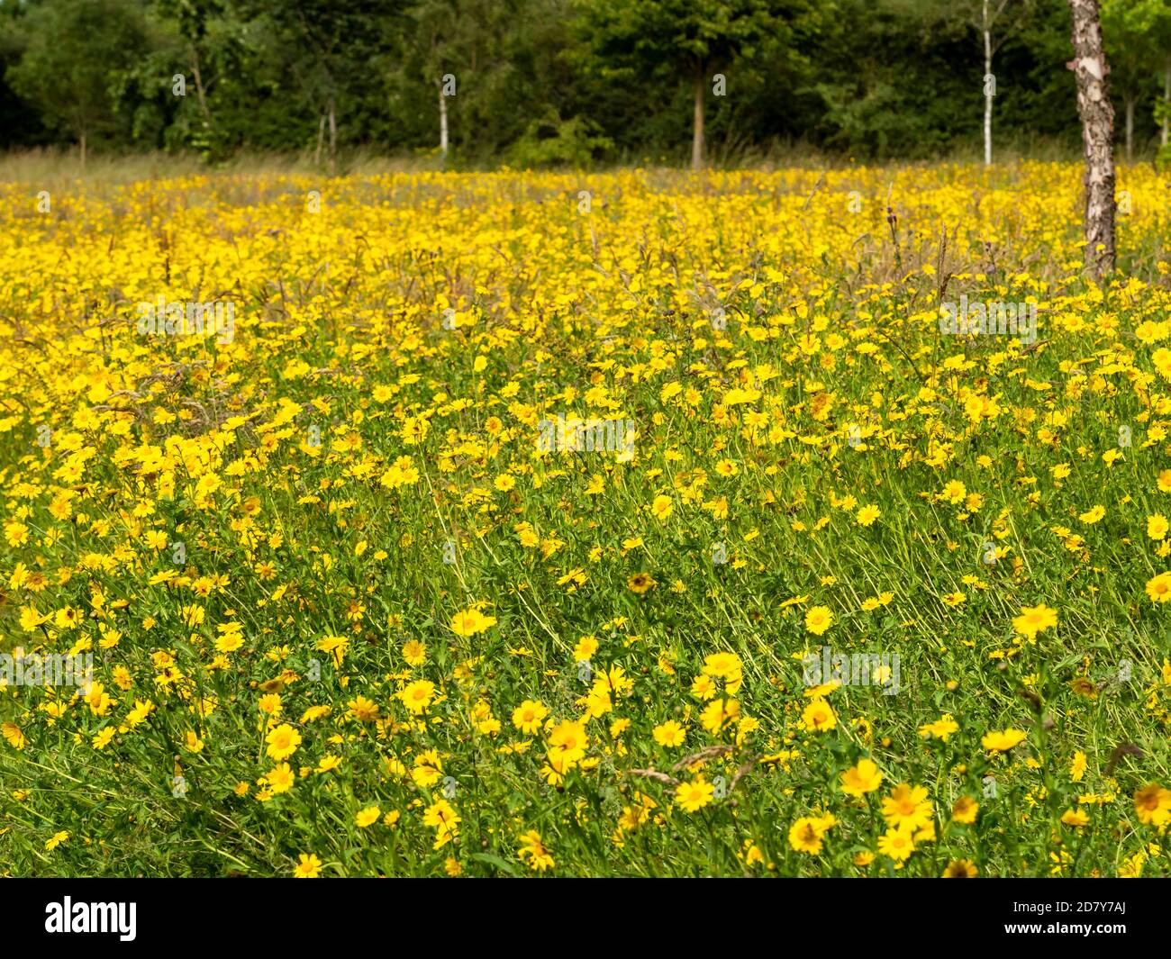 Champ de pâquerettes jaune vif chatant la lumière du soleil d'été Banque D'Images