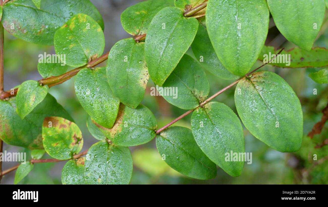 Feuilles humides parmi la végétation de la forêt. Photographie non éditée. Banque D'Images