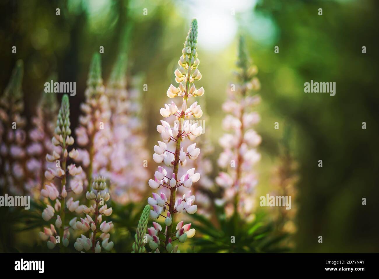 De nombreuses fleurs lupin de couleur rose pâle poussent dans la forêt sombre, illuminées par les rayons du soleil. Fleurs sauvages. Banque D'Images