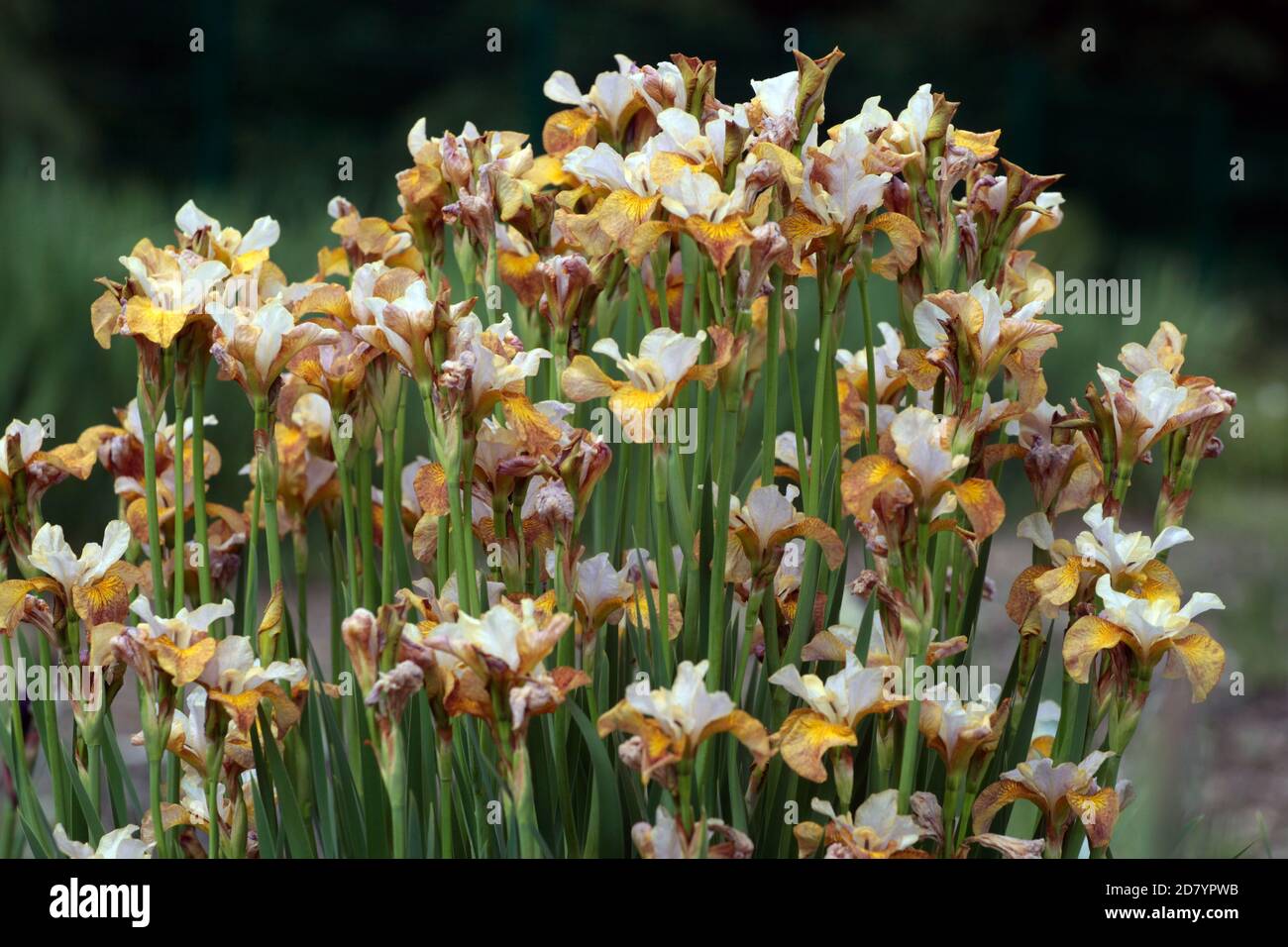 Iris sibirica sibérien 'Ginger Twist' fleurs de printemps en grappe jardin scène Iris sibirica fleurs de mai Blooming Irises brun cuivré Iris Tufted Plant Banque D'Images
