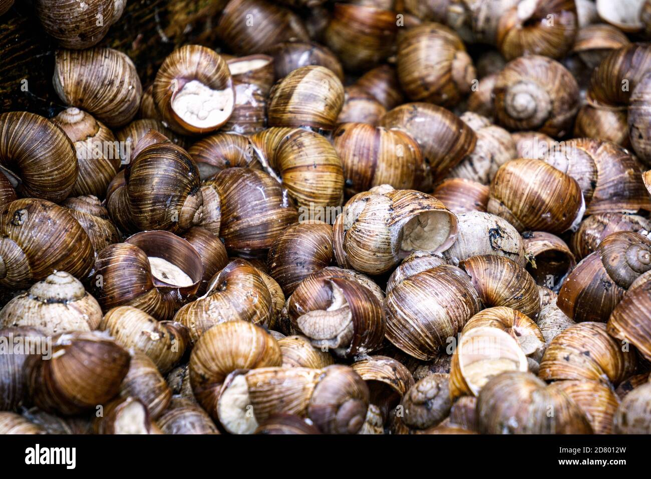 Une série de photographies un jour dans une ferme d'escargots de raisin. Banque D'Images