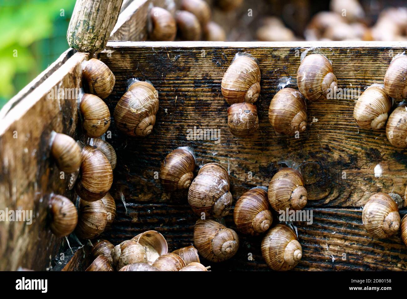 Une série de photographies un jour dans une ferme d'escargots de raisin. Banque D'Images