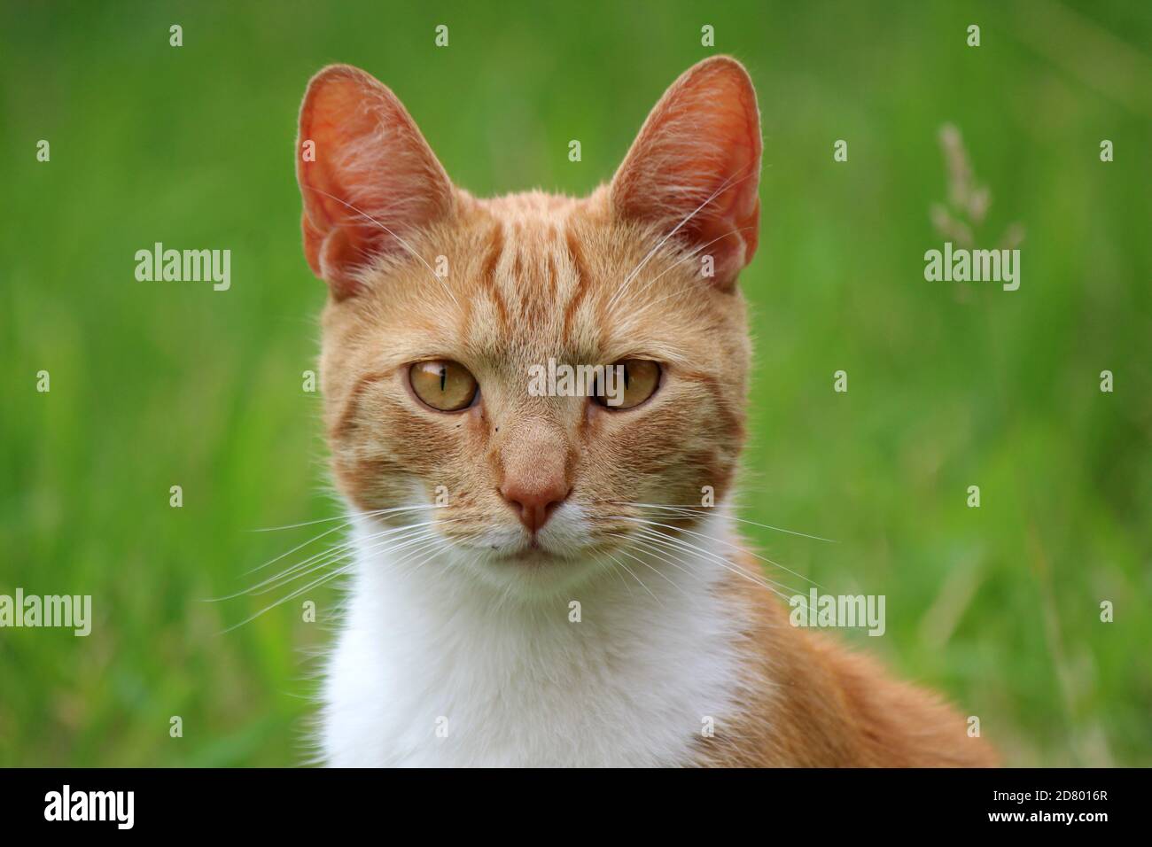 Portrait de chat au gingembre mignon. Fond vert. Photo d'été en plein air. Banque D'Images