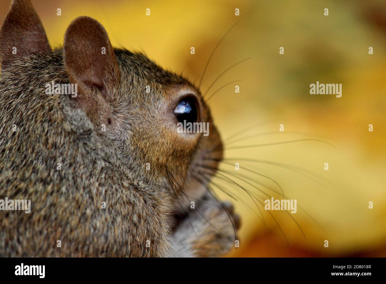 L'écureuil mignon mange des noix dans la forêt d'automne. Photographie de la nature. Couleurs de l'automne. Banque D'Images