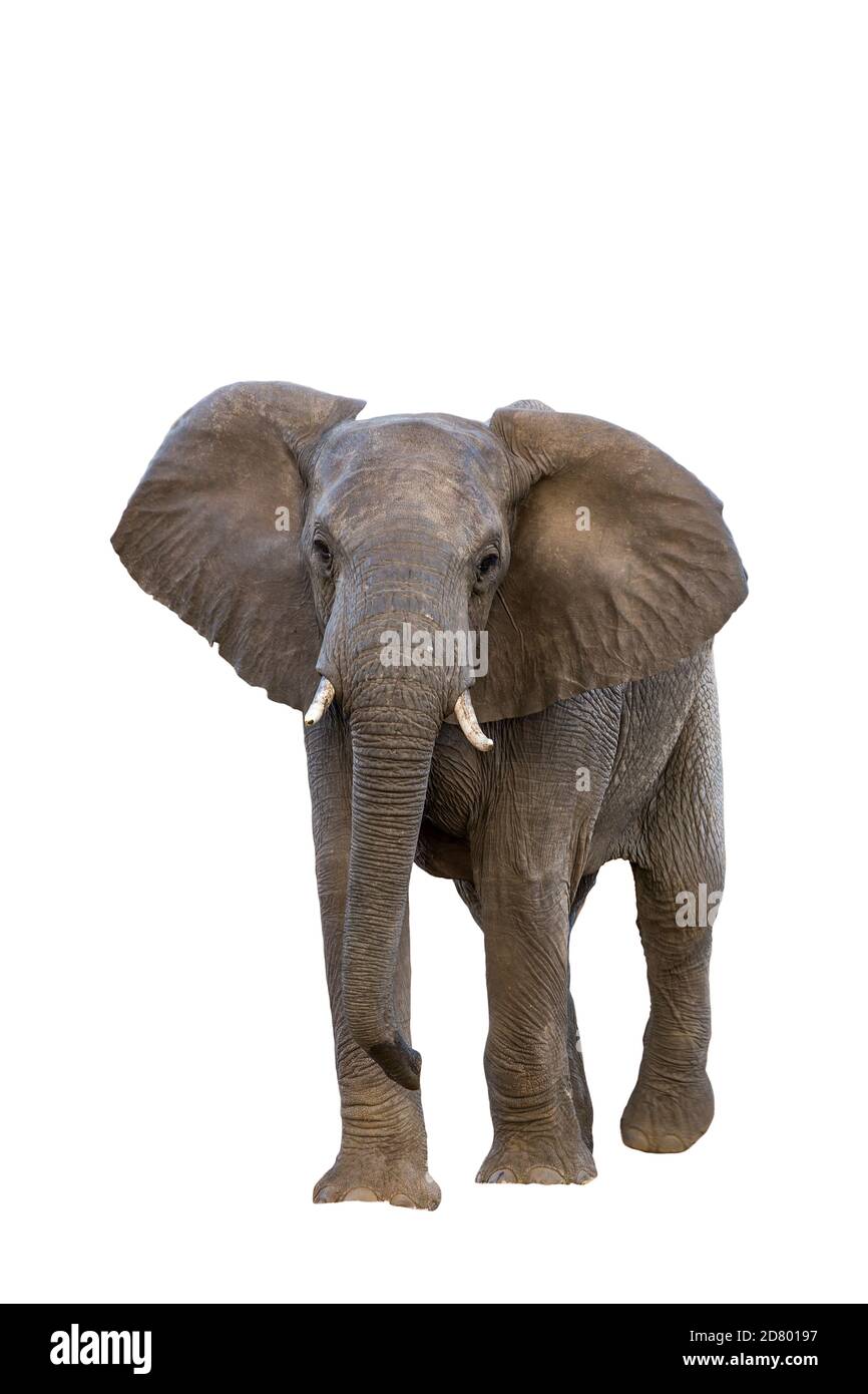 Vue de face de l'éléphant de brousse africain isolé sur fond blanc dans le parc national Kruger, Afrique du Sud ; famille de spécimens Loxodonta africana d'Elephantidae Banque D'Images