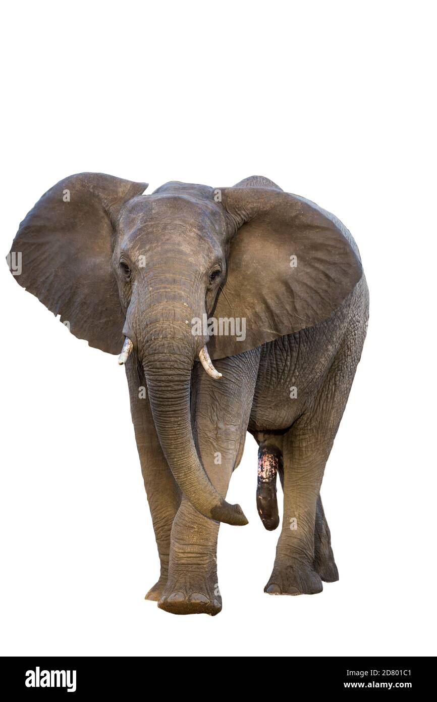 Vue de face de l'éléphant de brousse africain isolé sur fond blanc dans le parc national Kruger, Afrique du Sud ; famille de spécimens Loxodonta africana d'Elephantidae Banque D'Images