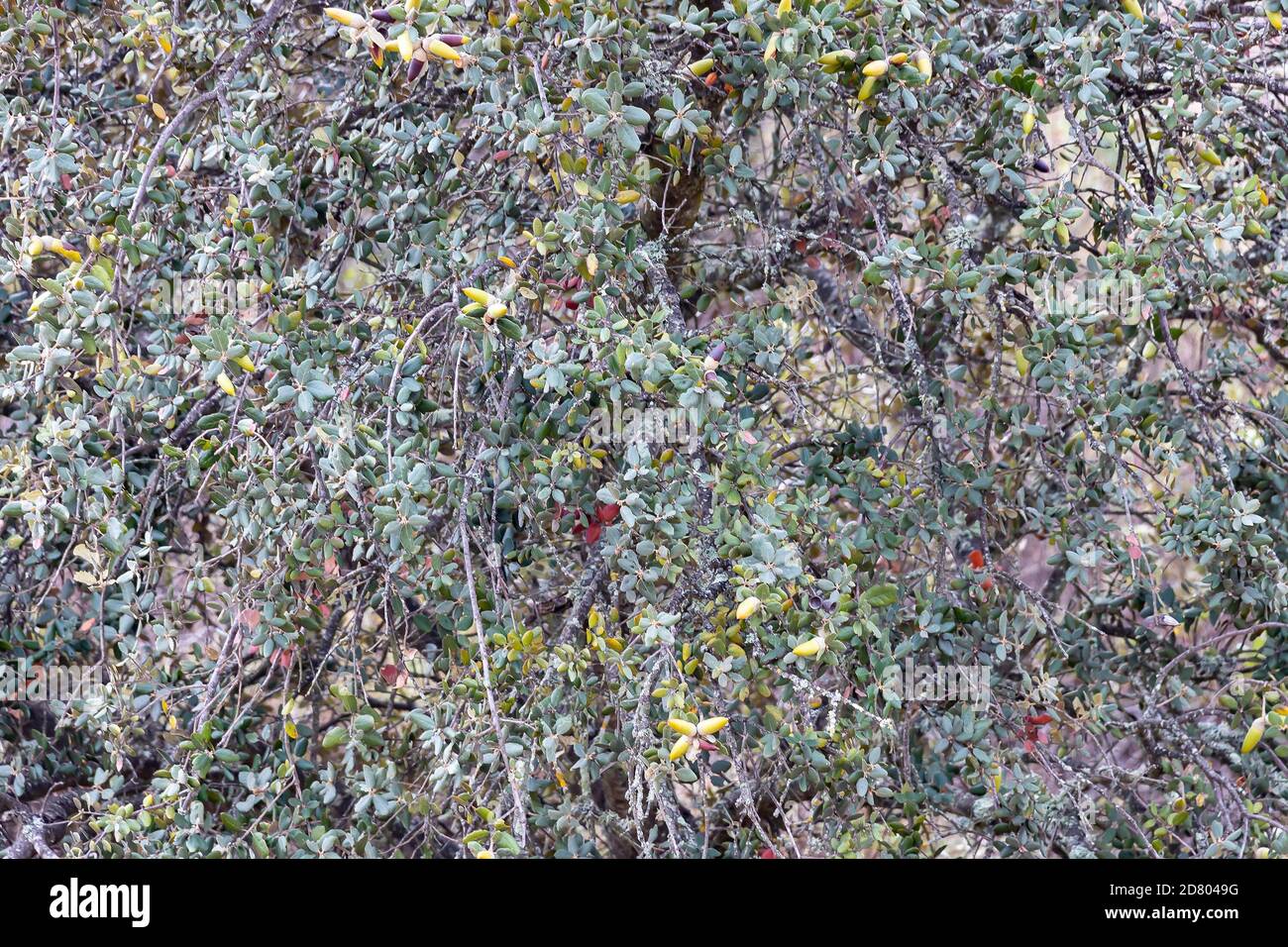 Glands sur les branches d'un chêne Banque D'Images