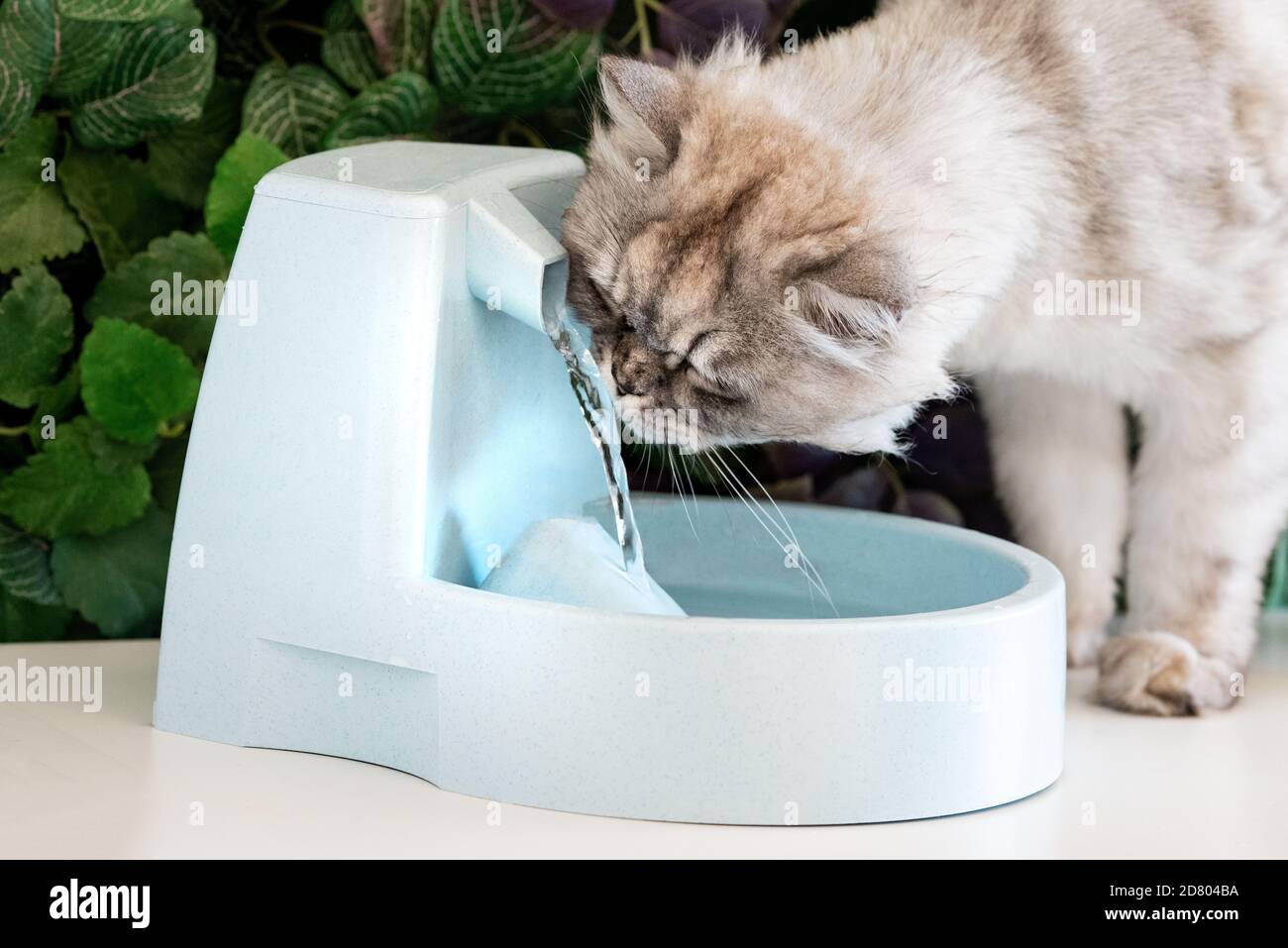 Le chat gris boit de l'eau propre provenant du distributeur d'eau. Fontaine à eau pour chats. Soif d'animaux. Déshydratation chez un chat. Banque D'Images