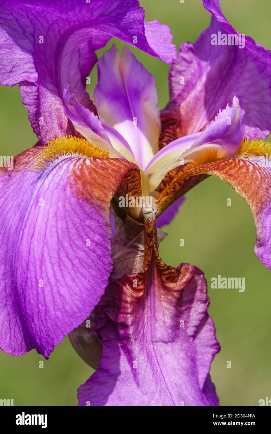 Iris à barbe violet « rose des mûres » fleur de l'iris gros plan Banque D'Images