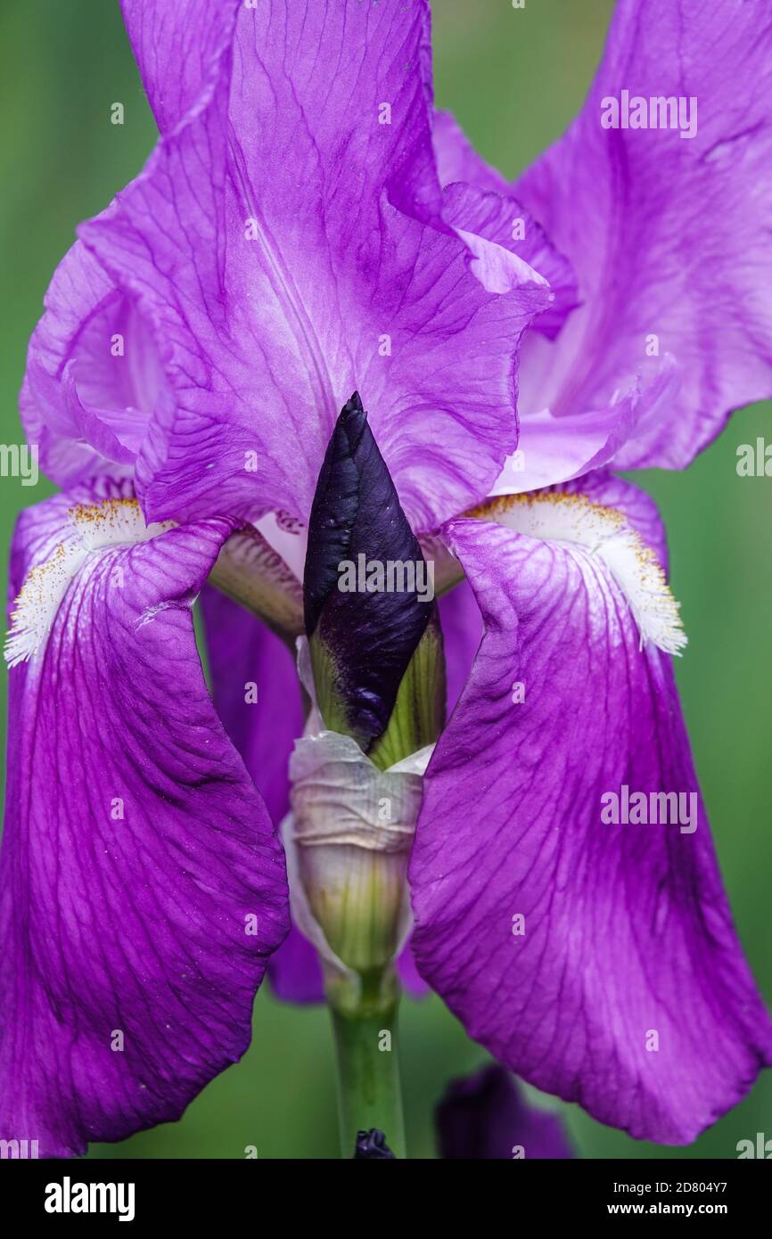 Iris violet à barbe Rapsodie Banque D'Images