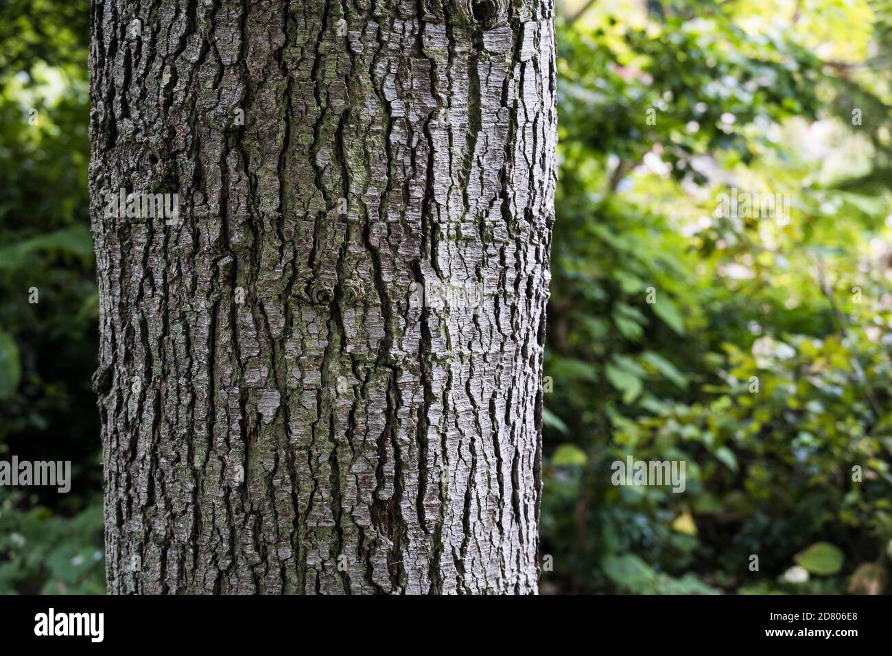 L'écorce rugueuse sur le tronc d'un cèdre bleu Cedrus atlantica glauca. Banque D'Images