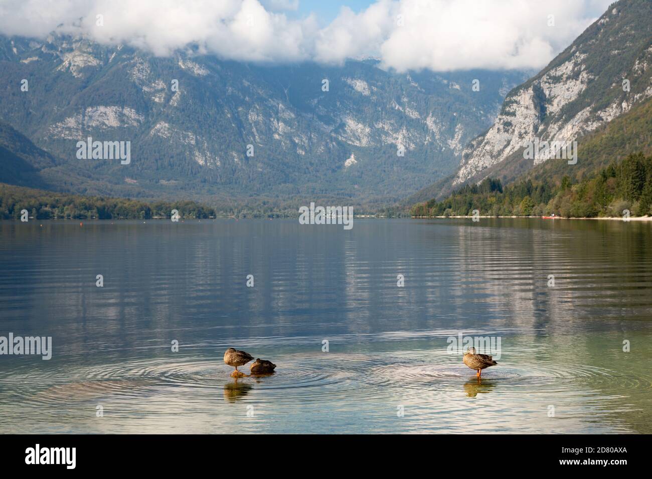 Canards colverts femelles sur le lac Bohinjsko jezero aka Bohinj, Slovénie Banque D'Images