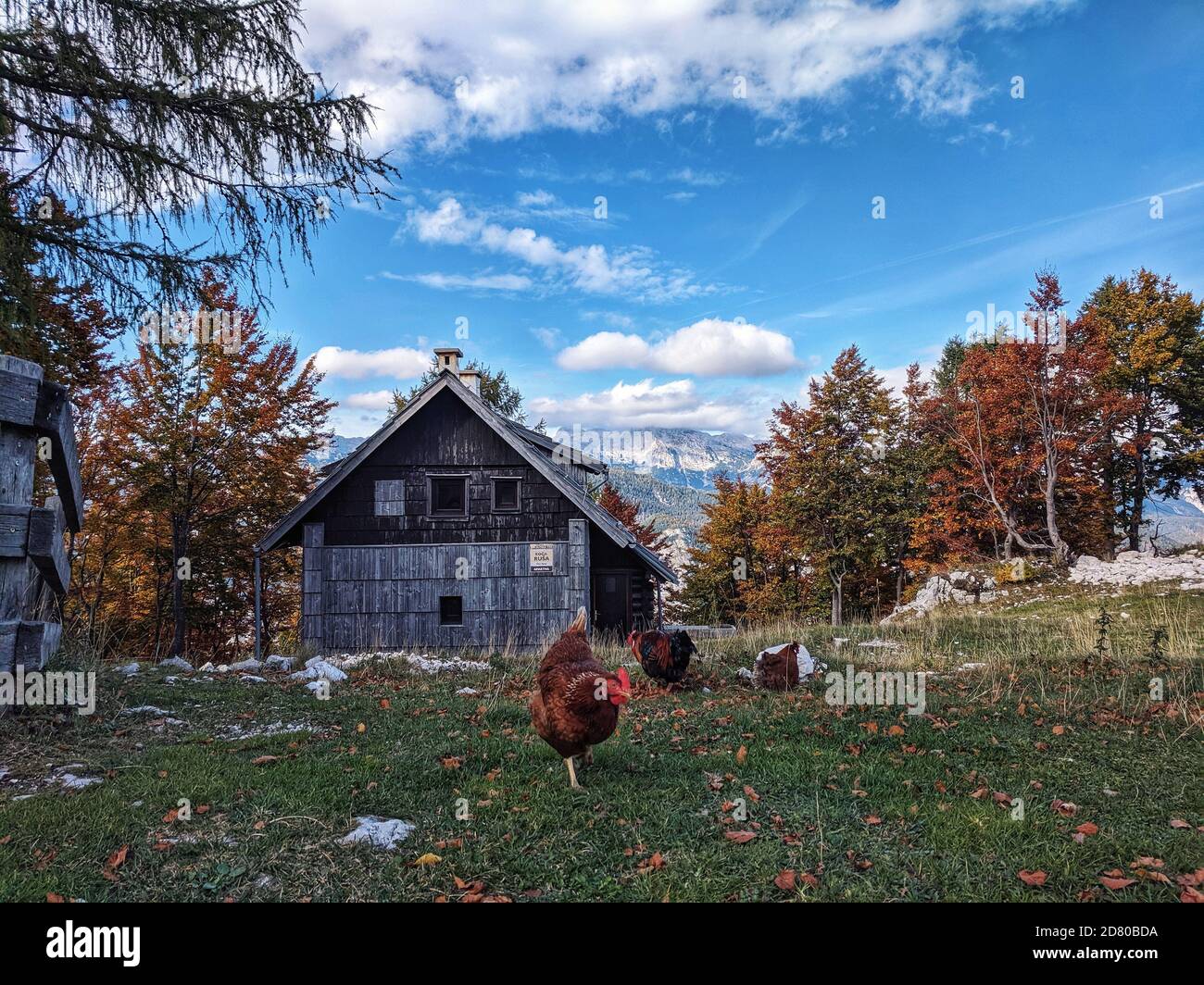Vue panoramique sur les magnifiques montagnes d'automne et la ferme avec poulet. Banque D'Images