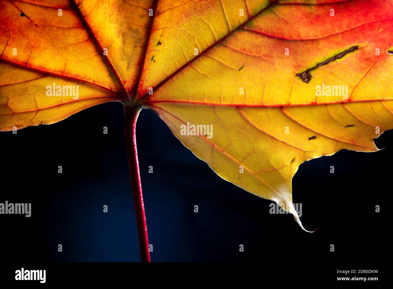 Macro de gros plan des feuilles d'automne Banque D'Images