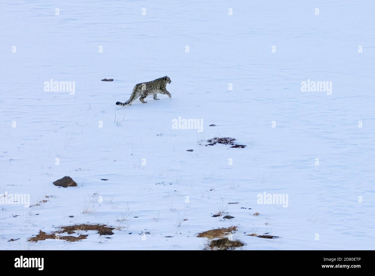 Léopard des neiges (Panthera uncia) mâle essayant de chasser l'Ibex himalayan dans la vallée de Spiti, montagnes de l'Himalaya, Inde Banque D'Images