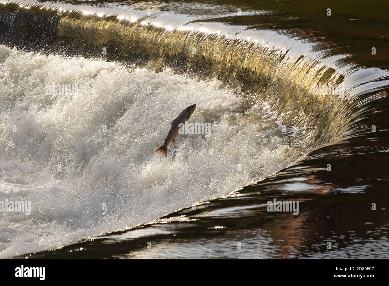 Un saumon de l'Atlantique s'étend sur un déversoir sur la rivière Teme, dans le Shropshire, au Royaume-Uni Banque D'Images