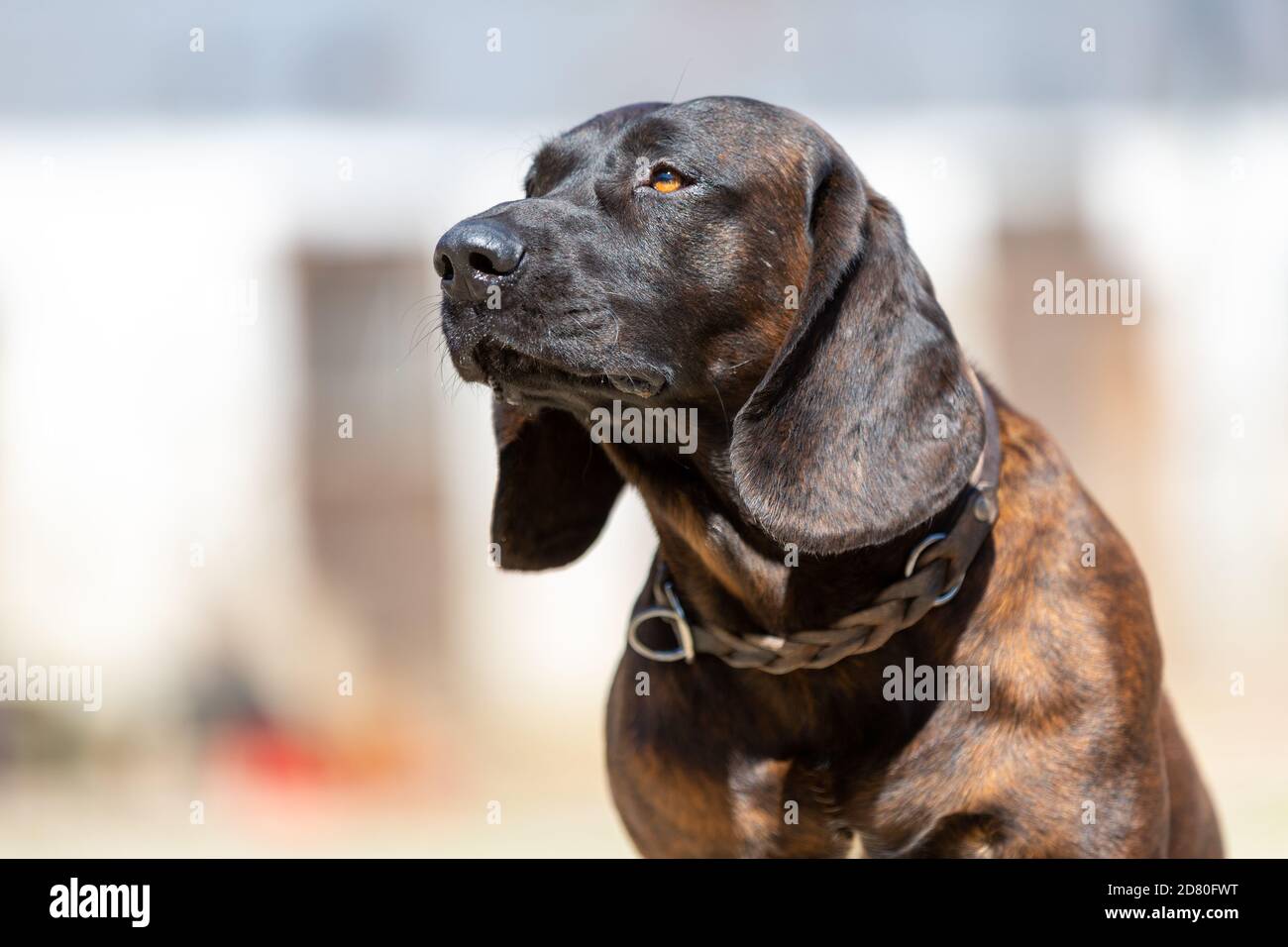Portrait d'un chien-pointeur allemand à courte vue Banque D'Images
