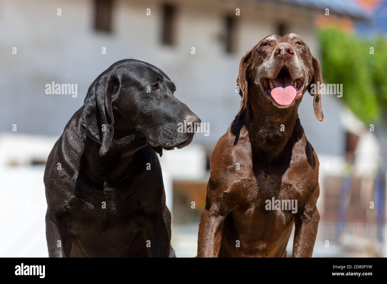 Portrait d'un chien-pointeur allemand à courte vue Banque D'Images