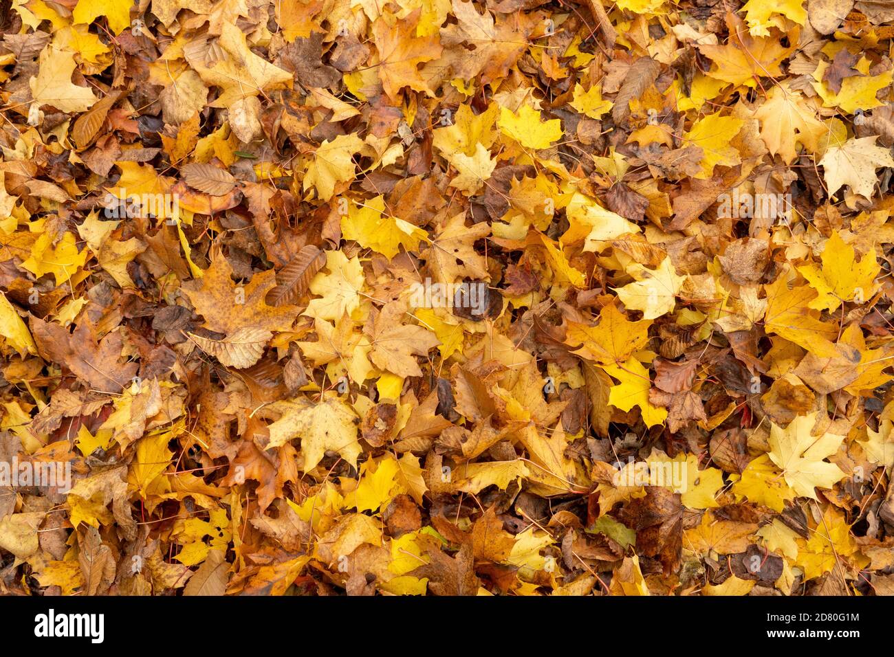 Automne feuilles montage collage pour fond naturel texture couche d'image, hiver couleurs macro vue de dessus Banque D'Images