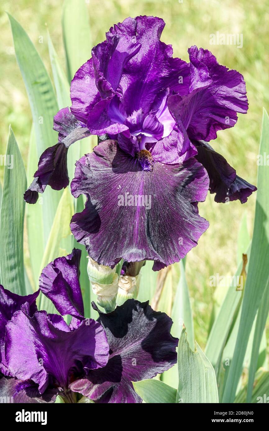 Bleu foncé violet Tall iris à barbe Blooms de 'Sunmak Nightmare' Banque D'Images
