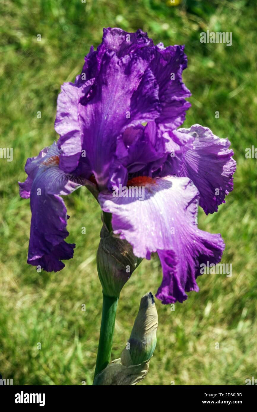 Iris à barbes hautes « River City » Banque D'Images